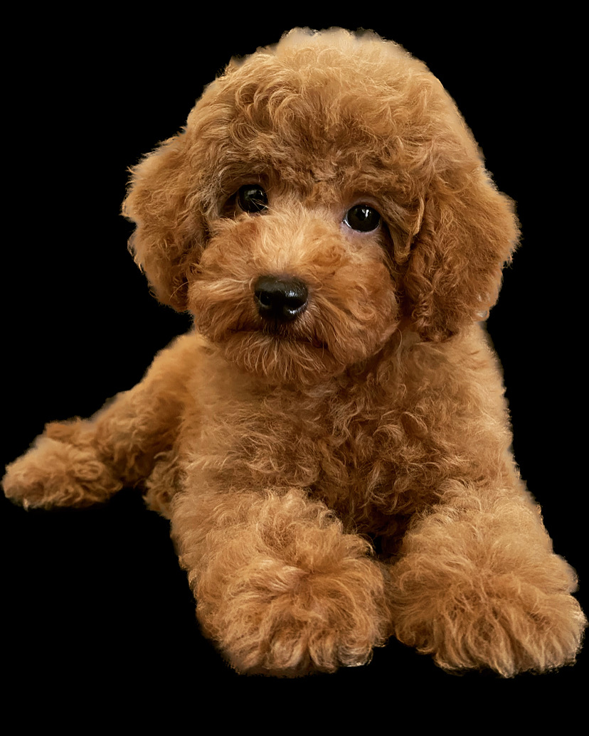 CUCCIOLI BARBONE NANO - Allevamento dei Gagliardi | MILANO | LOMBARDIA